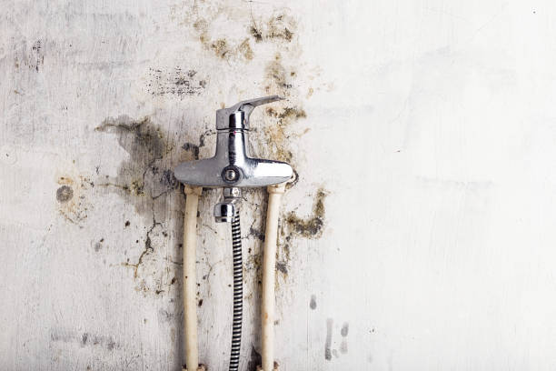Best Mold Removal Process  in North Lauderdale, FL