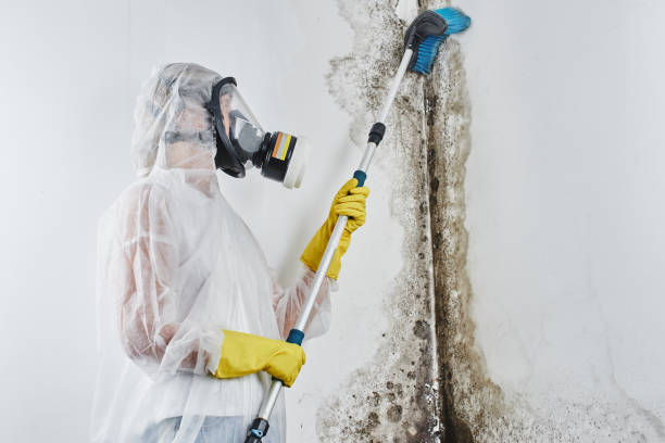 Mold Removal Process in North Lauderdale, FL