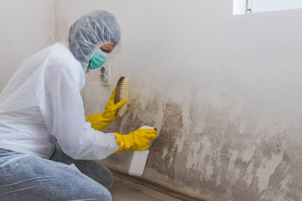 Best Mold Damage Repair  in North Lauderdale, FL