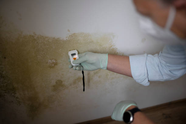 Best Mold Removal Process  in North Lauderdale, FL