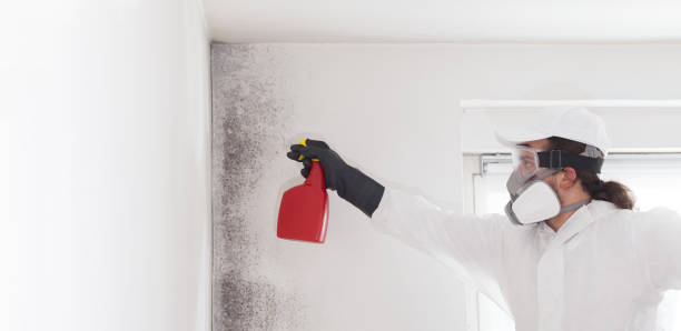 Best Mold Damage Repair  in North Lauderdale, FL