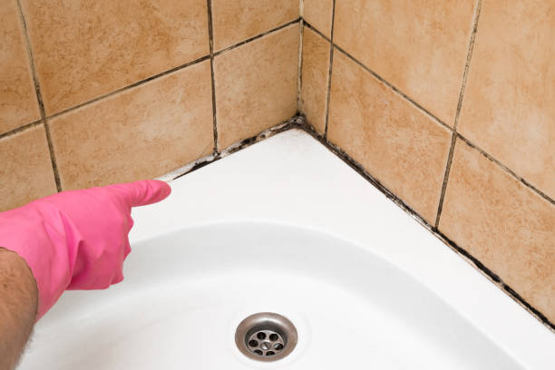 Best Mold Removal and Inspection  in North Lauderdale, FL